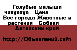 Голубые малыши чихуахуа › Цена ­ 25 000 - Все города Животные и растения » Собаки   . Алтайский край